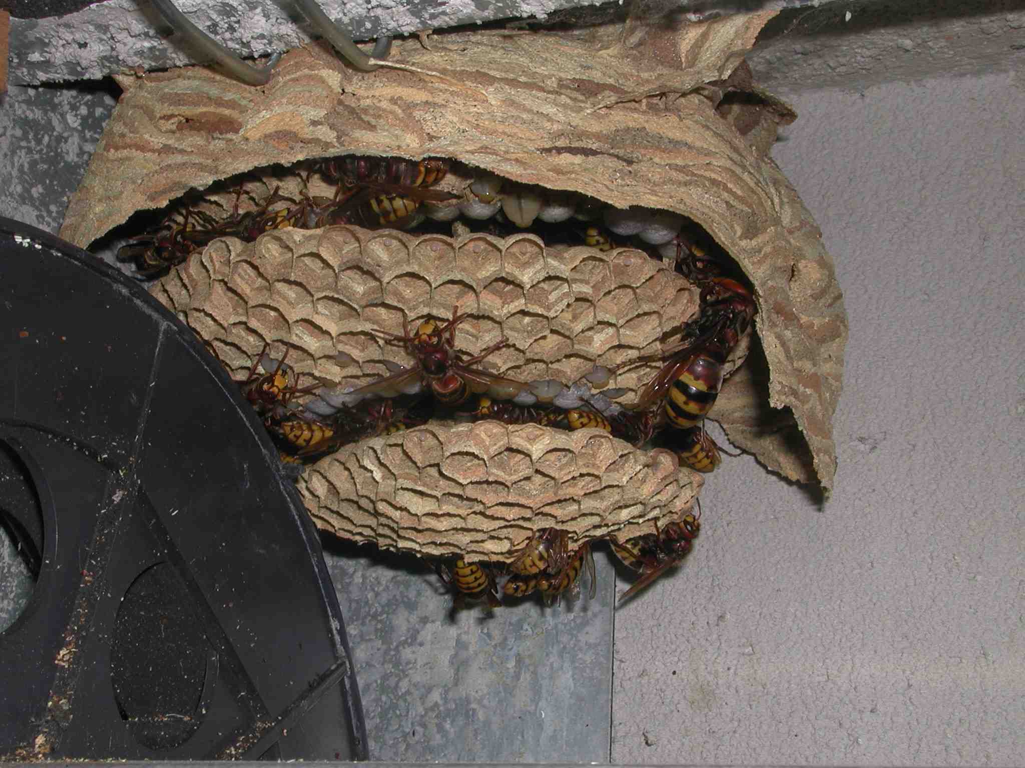 Nido di Vespa crabro
